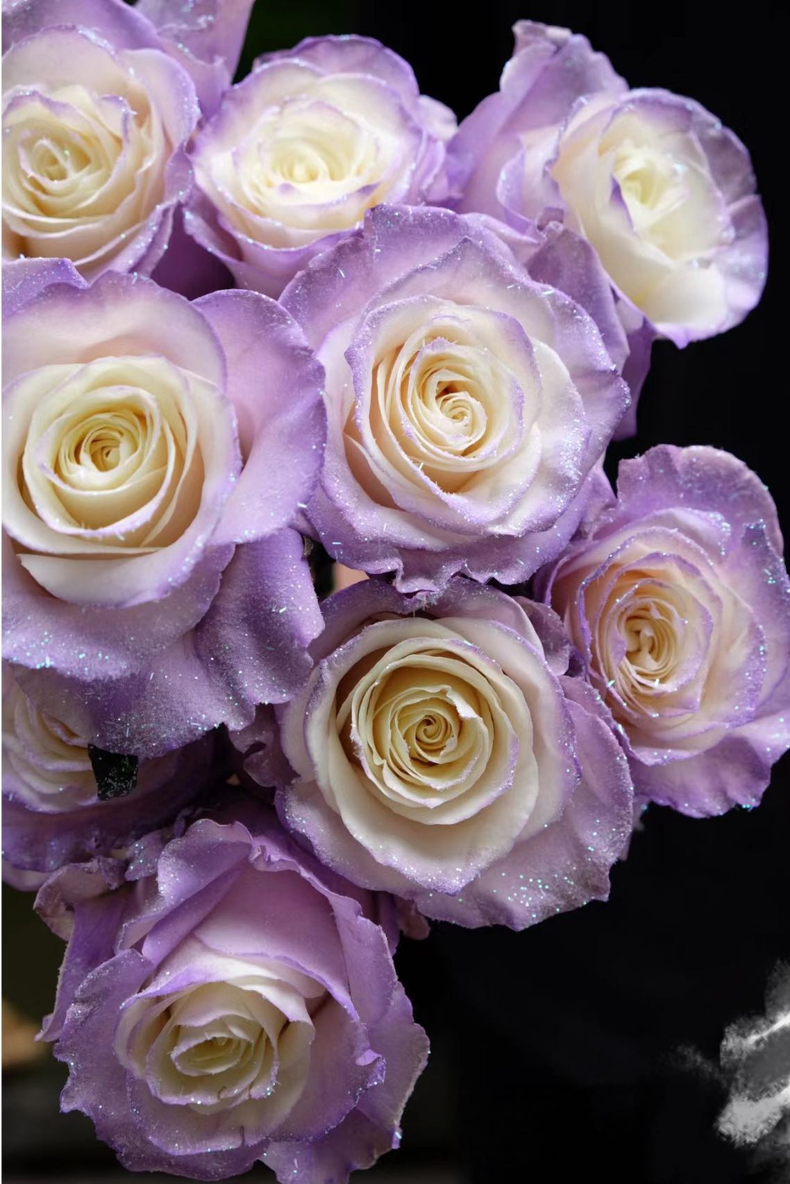 Lavender Diamond Tinted Rose